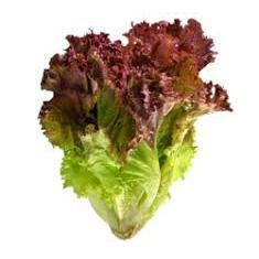Lettuce, Red Leaf